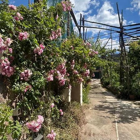 Intero A , Le Ortensie *