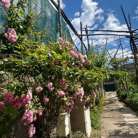 Intero A , Le Ortensie *